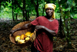 Récolte de caco biologique au Ghana vendu par ethicgourmand.fr